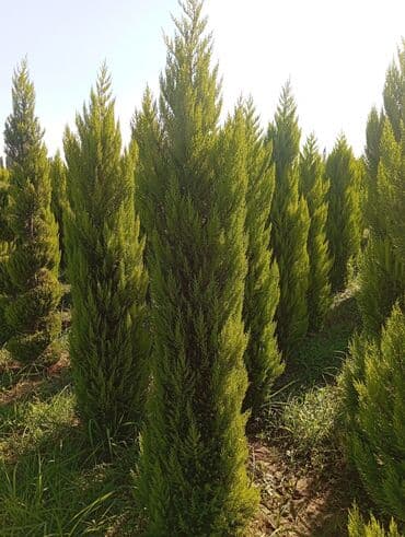 пластмассовый бак для воды купить: Her növ ağaclar ve dekarativ ağaclar çox ucuz ve qarantili gubresiz — 3