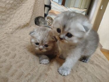 şotlan pişik: Şotland yastı qulaq, Erkək, Dişi, Yaxşı əllərə, Ünvandan götürmə, Pulsuz çatdırılma, Ödənişli çatdırılma — 161