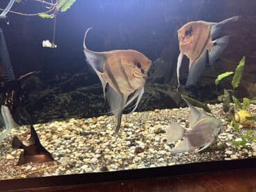 itlə barter: Mələk balığı (skalyari), Sülhsevər — 1