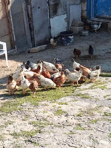 tap.az heyvanlar qoyunlar: Toyuq cücələri, Ətlik, Ünvandan götürmə — 2