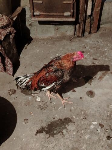 Коровы, быки: Петух, Heyrati, лет: <1, Самовывоз — 1