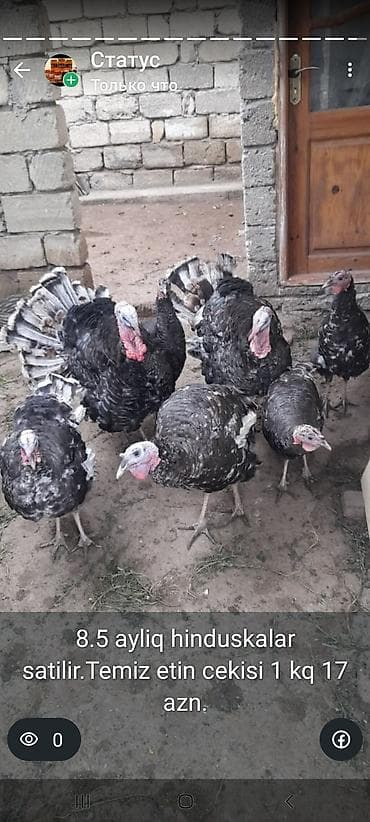 Птицы: 9ayliq Kanada Bronz hinduskalari satilir.4 disi 3 erkek.Diri ceki 1kq — 2