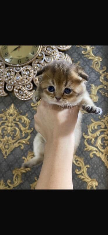 сколько стоит котенок: Британская — 4