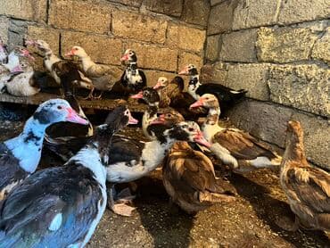 cuceye verilen adlar: Dişi, | Lal ördək, Damazlıq, Ünvandan götürmə — 4