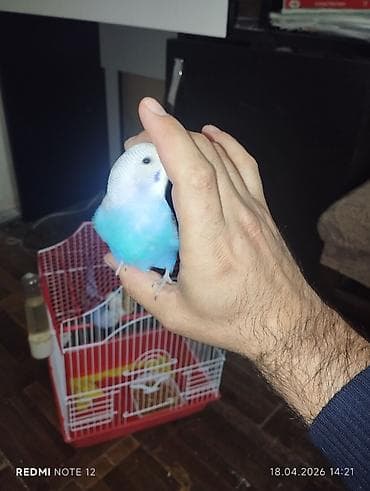 ev heyvanlari: Sakit və mehriban xarekterli, mavi-ağ rəng çalarında dalmatin naxışlı — 1