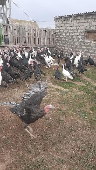 texas bildircin satisi: Diri cəkisi 9 azn şəhər daxili catdirilma var Damazliq erkey ve — 1