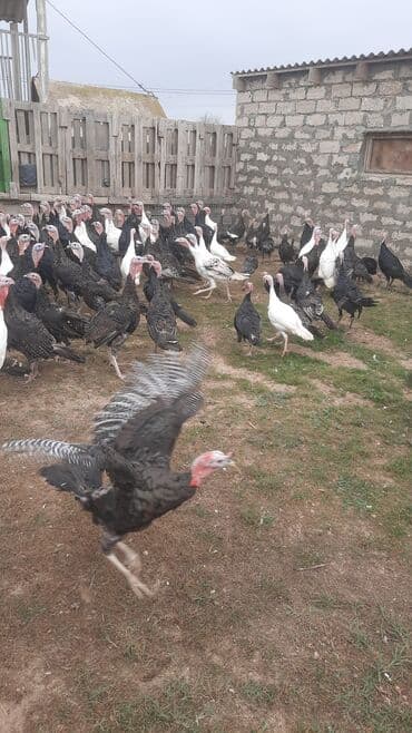 Unvam: mastaga lehis baglari 5 ayliq induskalar var diri cekisi 12