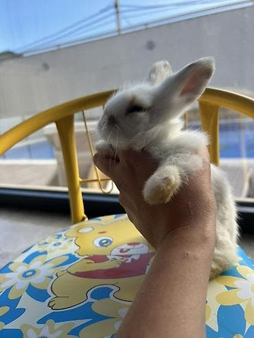 С/х животные и товары: 🐰 Safqan Holland balalar satılır! Valideynləri tam Holland — 4
