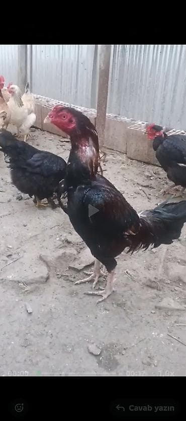 barter toyuq: Xoruz, il: 2, Ödənişli çatdırılma — 1