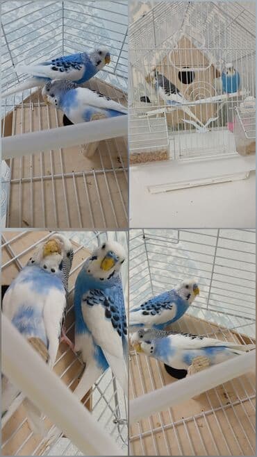 Budaqlar (xanqa) cütü və qəfəs dəsti - Növ: dalmatin naxışlı və