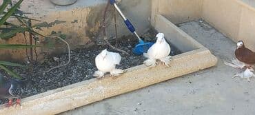 haski satilir: Satılır: Fantail tipli dekorativ göyərçin Xüsusiyyətlər: - Rəng — 16