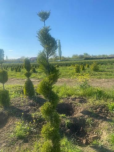 Topiar – spiral formalı həmişəyaşıl iynəyarpaq kolları - Növ