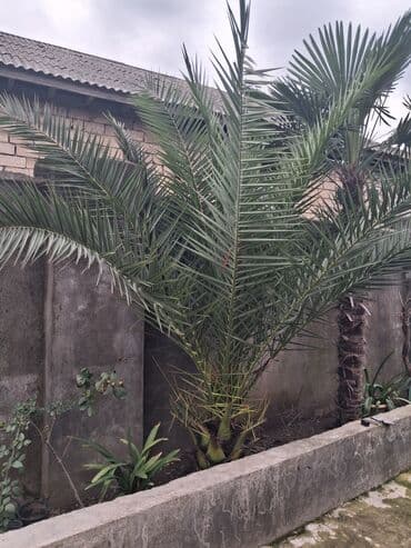 Xurma (Phoenix dactylifera) fidanları – dekorativ xurma palması