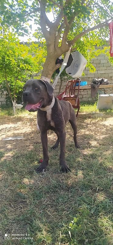 Heyvanlar: Pitbul — 4
