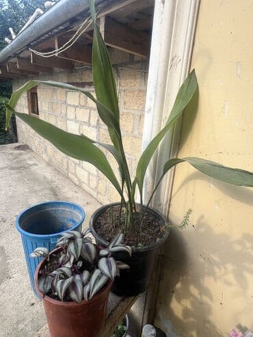 продажа комнатных растений: Her nov guler var endirimnen verecem Gencedi istiyen yazsin satiş — 12