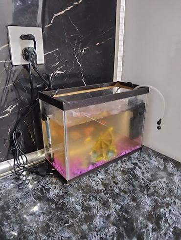 Akvariumlar: Akvaryum dəsti 3baliq - Şüşə akvaryum: ölçülər təxmini 30 sm (eni — 3