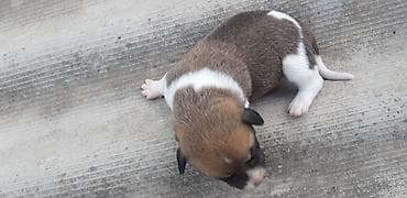 pitbull iti satilir: Zvonok — 3