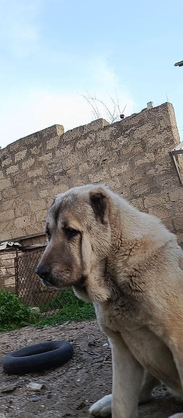 чобан ити: Кангал, 3 годa, Самка — 6