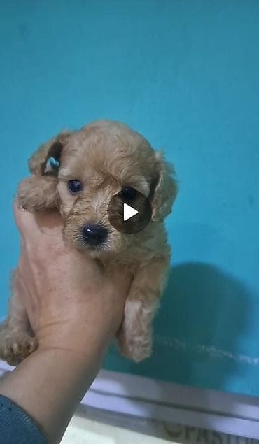 it pisik sekilleri: Pudel, 2 ay, Dişi — 3