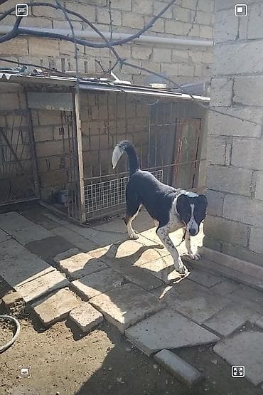 itler satisi: Qurdbasar, 7 ay, Dişi — 2