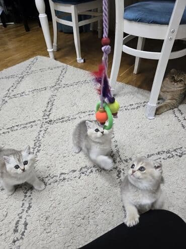 pişik cütləşmə: Şotland, Ünvandan götürmə — 4