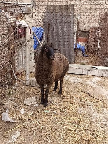 Pişiklər: Tam sağlam heyvandir 4ayliq erkek quzudur Real alanla razilaşmaq olar — 3