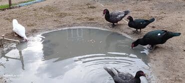 Gəmiricilər: Muscovy ördəkləri (indoutka) – bir neçə rəngdə sürü Salam 5 ədəd Lal — 3