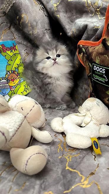 Britan, Yaxşı əllərə