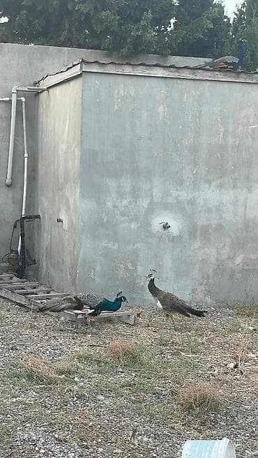 hind toyuğu: Təsvir: - 3 ədəd tovuz quşu satılır: 2-si xoruz, 1-i fərə. - Növ: Hint — 3