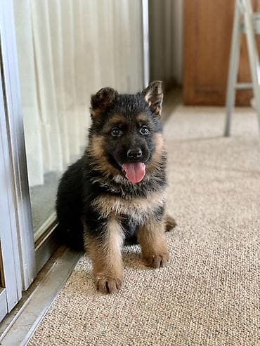 it sekili: Alman çoban iti, 2 ay, Dişi, Peyvəndli, Ödənişli çatdırılma — 2