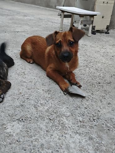 sevimli pisik sekilleri: 6 ay, Erkək, Sənədli, Ünvandan götürmə — 7
