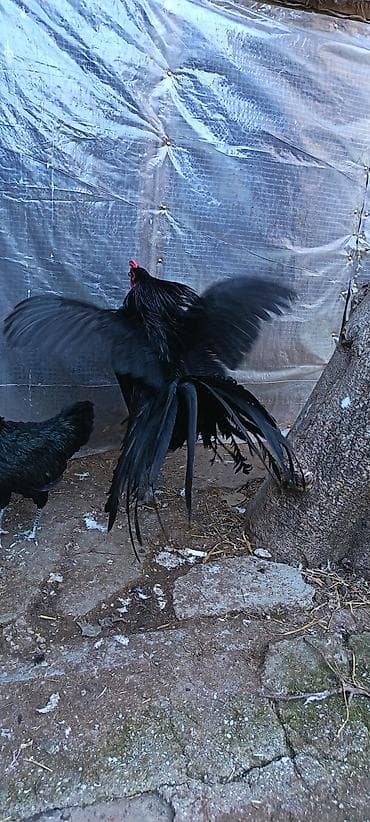 iller: Məhsul: Sumatra tək xoruz qoşa mahmız, istəyən goruntulu yıgıb baxa — 4