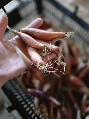 Alfa Romeo: Sekilde gorduyunuz saglam hovsan soganlari minimum 50 kq,100 kq — 5