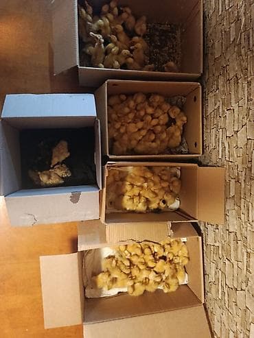 toyuq cücə: Satışda:Tam Mayalanmış Pekin Və Yaşılbaş ördək balalar var İsdeyen — 1