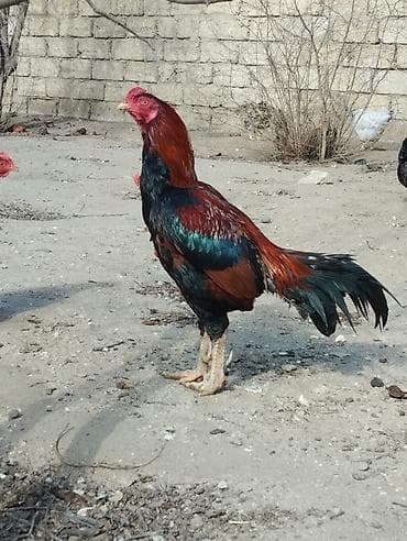 Xoruz, Heyratı, il: 3, Ünvandan götürmə lalafo.az -da Xoruz, Heyratı, il: 3, Ünvandan götürmə