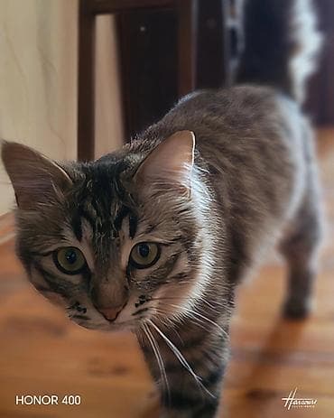 Tabbi, Yaxşı əllərə