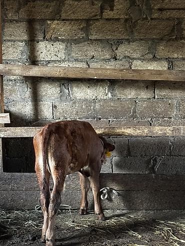 quzu satılır: Təmiz erkək anqus dana satılır. 2 ayın içindədir. Süni mayalanmadan — 6