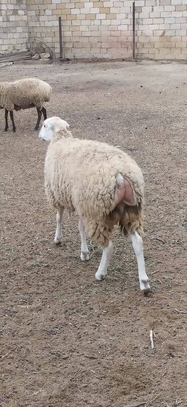 heyvan bazari inekler: 1ədədd temiz qala qoçu 14əddəd 9qoyun 5quzu Çoxsu boğazdır 1ri bu gün — 6