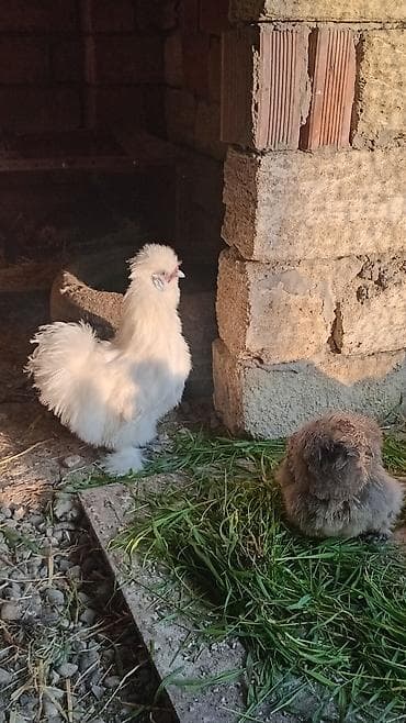 Toyuq, Pavlov, Damazlıq