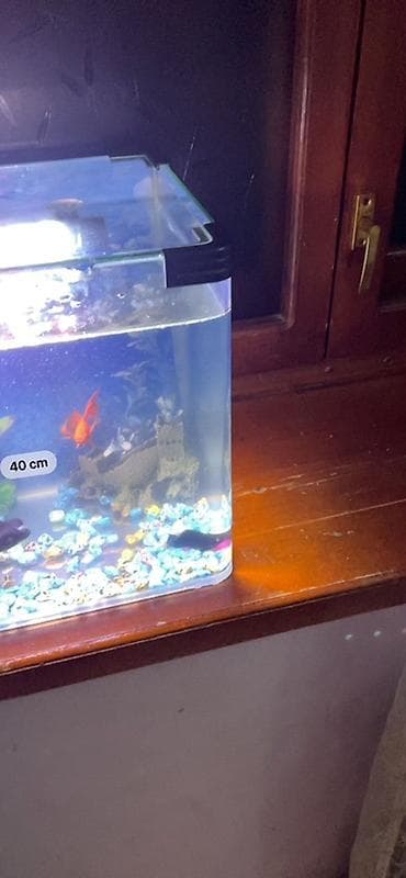 heyvanlar: Akvaryum seti – tam işlək komplekt - Şəffaf şüşə akvaryum, düzbucaqlı — 7