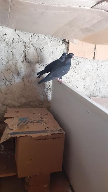 Bir cut rasiya sortu qara kekilli aq dimdik balalar satilir.qiymeti 30 — 3