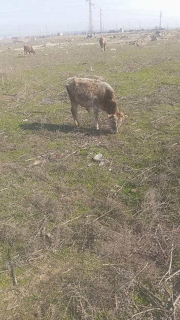 Keçilər, çəpişlər: Saxlanmali dana real musdəriyə endirim olacaq — 4