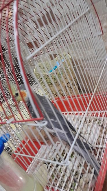 tutuquşlar: Nimfa (Cockatiel) dekorativ tutuquşu – qəfəs və aksesuarlarla - Növ — 1