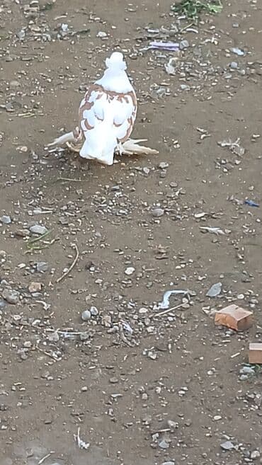 Pişiklər: Məhsul: Qabkeş (papaqlı) bəzək göyərçinləri Təsvir: - Rəng: Ağ-qara — 5