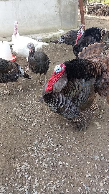 qədim samovar satisi: Sort hinduşkaların yumurtaları satılır — 3