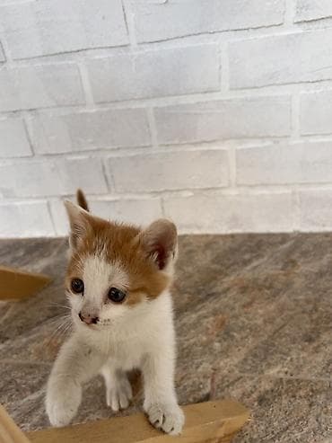 Pişiklər: Yaxşı əllərə — 8