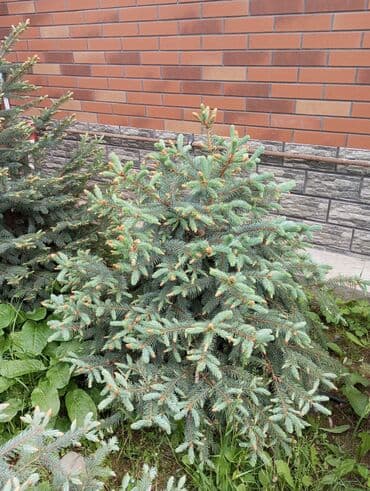 dibcək gulləri ev gulleri ve adlari: Hərkəsə salam😀 Quba ərazisində krimlovski şam ağaclarının topdan və — 15