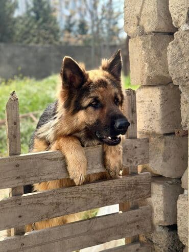 Quşlar: Alman çoban iti, 1 il — 6