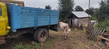 cins inekler: Самка, лет: 2, 250 кг, Для молока — 4