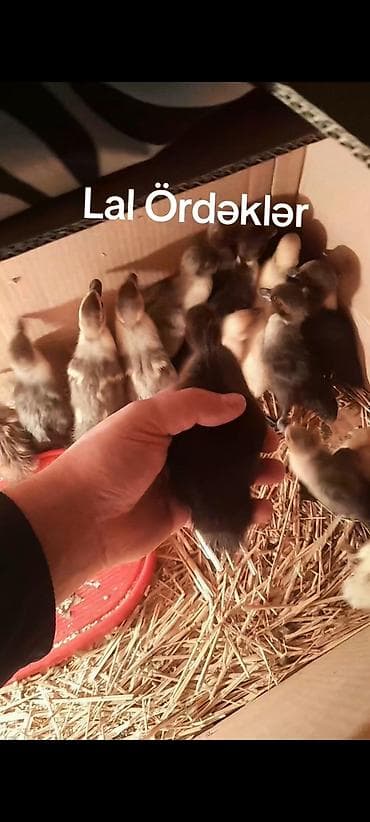 Cins Lal ordək balaları zumrud qirmizi okuz krasnadar mirvari var